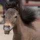 Bruno The Mini Horse logo
