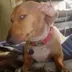 Side Eye Dog logo