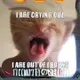 LOLCATS logo