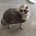 Turtle Dog logo