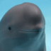 SmilingDolphin logo