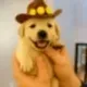 Pnutdog Printer logo
