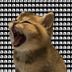 aaa kitten logo