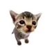 Elgatitolover logo
