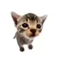 Elgatitolover logo