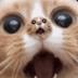 infinite cats logo