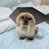 WalrusBishCat logo