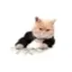Currency Cat logo