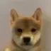 dogwifouthat logo