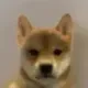 dogwifouthat logo