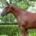 First Tokenized Horse logo