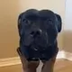 Dog Wif Boots logo