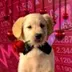 dogwifrose logo